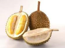 durian2.png